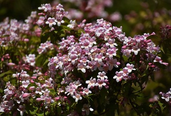 Branches with flowers of Linnaea amabilis, Kolkwitzia amabilis or beauty bush, in the garden.