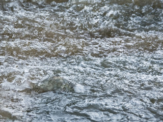 Fish swimming in a river