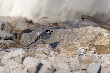 wagtail on the stones