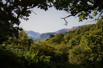 mountain landscape with trees