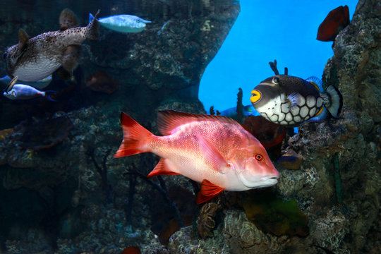 Tropical multicolored fishes swimming in sea water aquarium