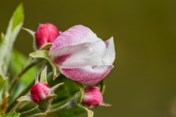 Beautiful Buds and Apple Blossoms in springtime macro view