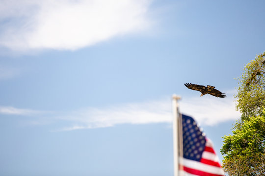 Bald Eagle Soaring over American Flag along Lake Michigan.