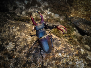 Lucanus cervus