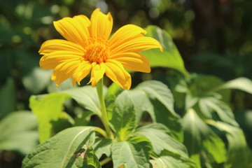 yellow flower with blur green background in karnataka india