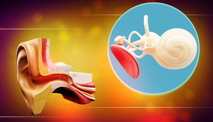 3d illustration of a inner ear structure

