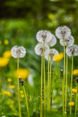 Beautiful group of dandelion flowers in a green springtime meadow close up background