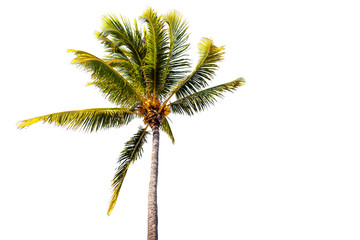 palm tree isolated on white