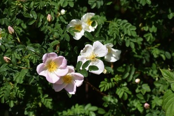 Obraz na płótnie Canvas Rosa Rugosa Alba or wild white Japanese Rose, in the garden.