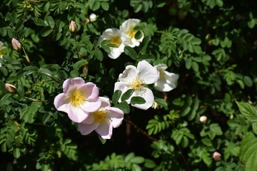 Rosa Rugosa Alba or wild white Japanese Rose, in the garden.
