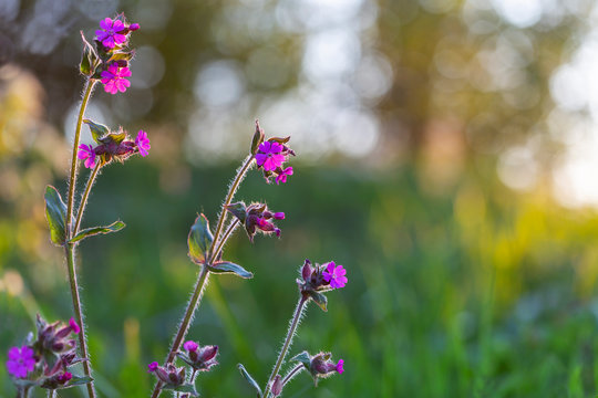 Silene dioica (syn. Melandrium rubrum), known as red campion and red catchfly, is a herbaceous flowering plant in the family Caryophyllaceae. Red campion (Silene dioica). 