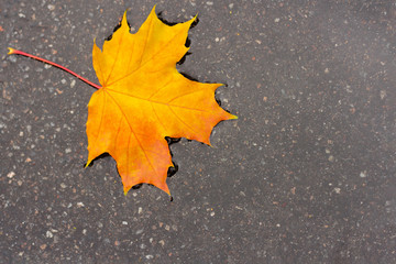 yellow maple leaf in a puddle. concept of autumn mood and Canada day.