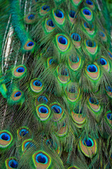Close-up of a peacock's tail. Feathers on the tail of a peacock. Colors of nature