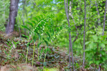 Polygonatum multiflorum, the Solomon's seal, David's harp, ladder-to-heaven or Eurasian Solomon's seal, is a species of flowering plant in the family Asparagaceae