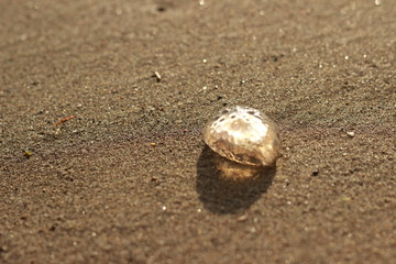 strand, qualle, nahaufnahme