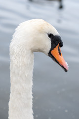 Close up Swan in Leybourne Lakes, Kent, England