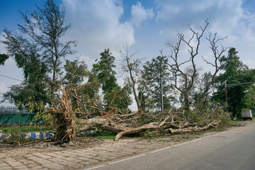 Shot at Kolkata, West Bengal, India - Super cyclone Amphan uprooted tree which fell and blocked pavement. The devastation has made many trees fall on ground.