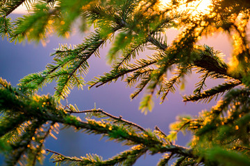 Fir branches in the rays of the rising sun