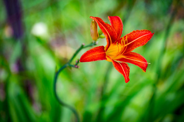 Tiger lily flower on a green background
