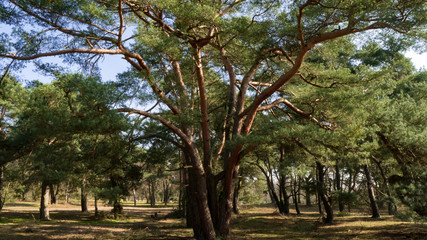 tree in the park