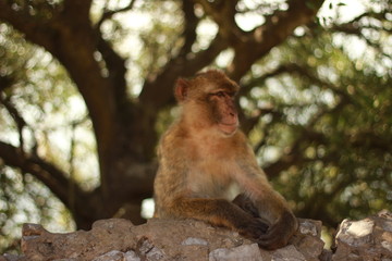affe, Tierporträts, tiershooting, Gibraltar