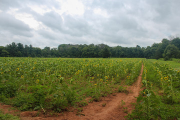 Fototapeta na wymiar Sunflower Field 