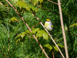 Brewster's Warbler on Tree Branch in Spring