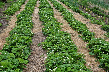 Mulching strawberries in the garden. The blossoming strawberry plantation.