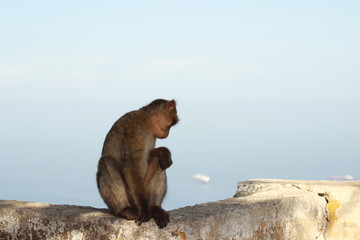 affe, Tierporträts, tiershooting, Gibraltar