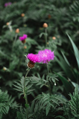 Lilac cornflower field. Common cornflower, wild flowers, flowerbed with plants.