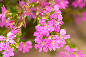 Thymus serpyllum in bloom