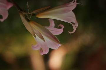 Blume, flower, floral, Nahaufnahme, Botanik