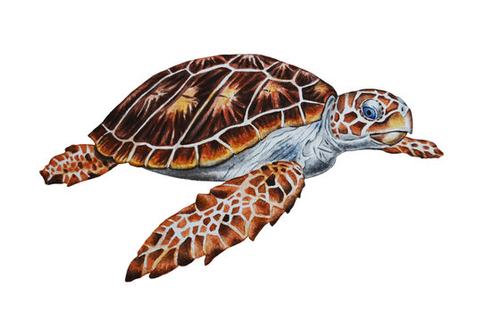 Realistic illustration of a sea turtle isolated on a white background. Watercolor. Template. Close up. Hand drawing.