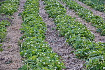 Mulching strawberries in the garden. The blossoming strawberry plantation.