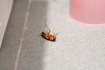 A huge cockroach on the floor. Insect pests in the house.