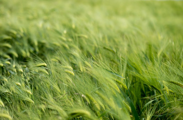 green wheat field close up