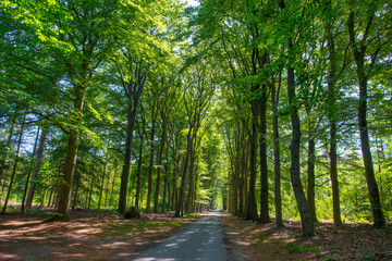 Trees in a forest in sunlight in a spring morning