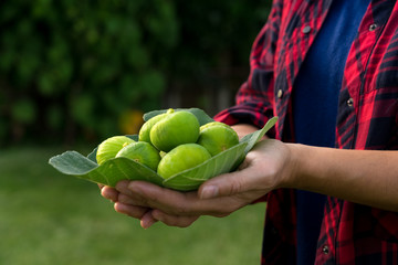 The hands of a woman holding huge figs in her hands on a fig tree leave collected from a tree in an ecological field