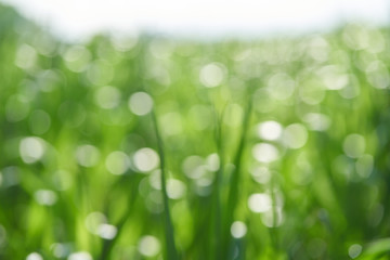 Natural blurred green bokeh images and beautiful backgrounds