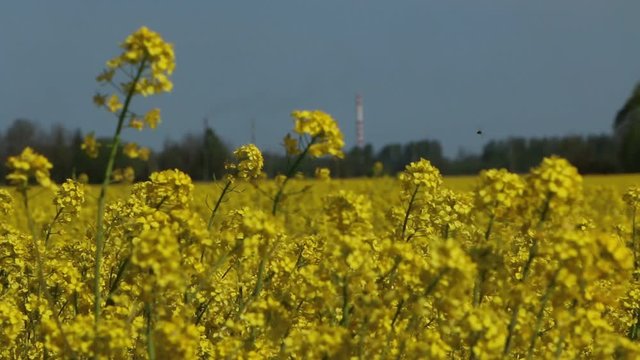 Beautiful rapeseed meadow with yellow flowers.