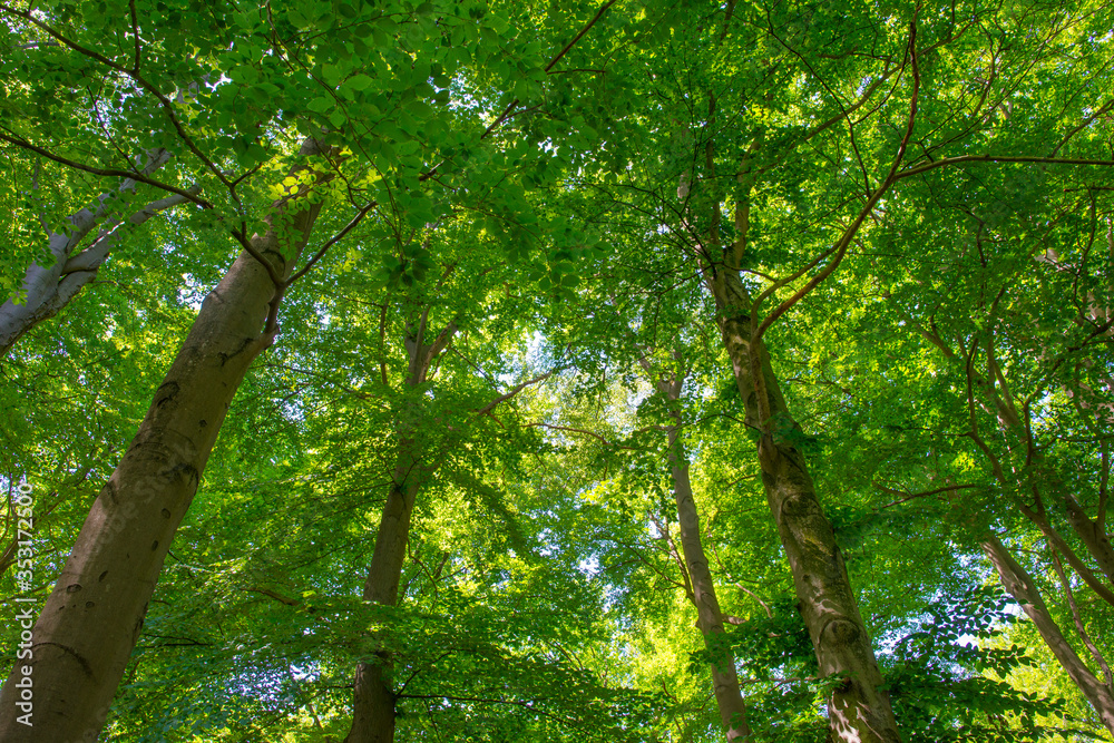 Wall mural Trees in a forest in sunlight in a spring morning