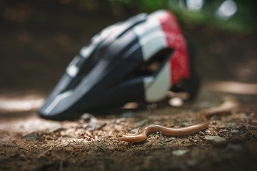 Slow worm (Anguis fragilis) on mountain bike trail with helmet on background. 