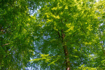 Trees in a forest in sunlight in a spring morning