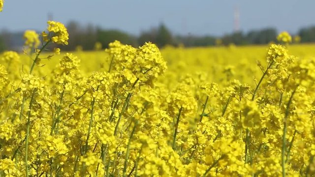 Beautiful rapeseed meadow with yellow flowers.