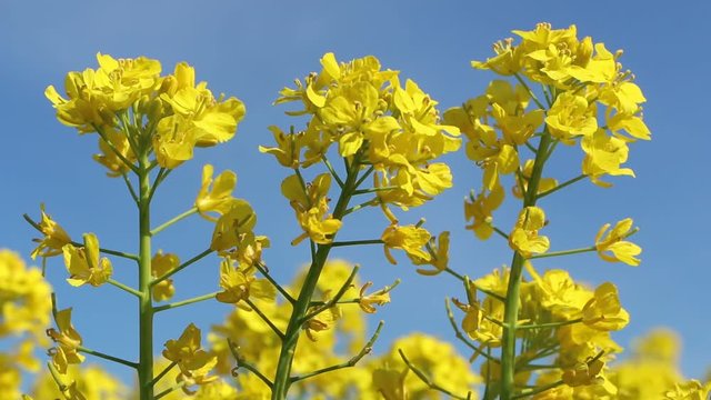 Beautiful rapeseed meadow with yellow flowers.