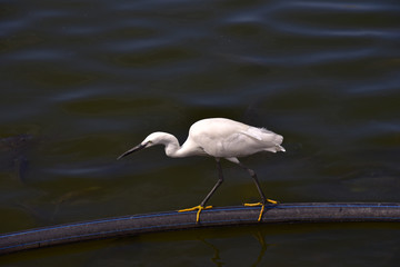 Heron find the food in the pond.