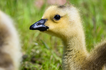 Fototapeta premium Close Profile of an Adorable Newborn Gosling
