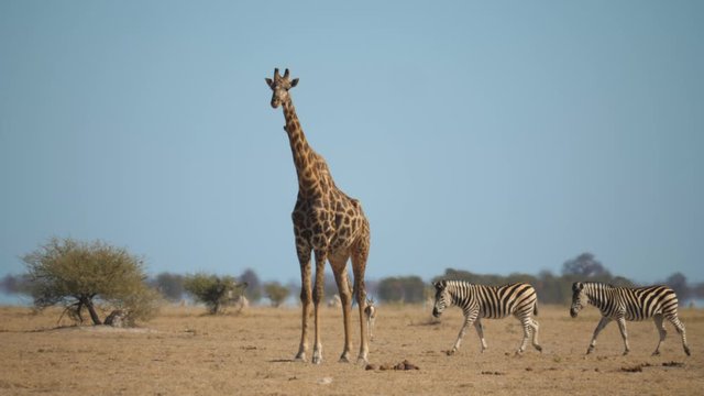 Walking Zebra behind standing Giraffe, hot mirage landscape