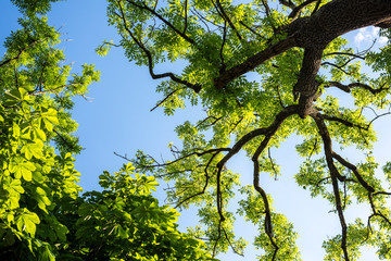 Green Forest From Below