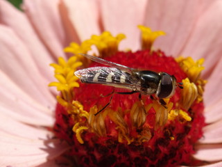 Macro of pied Hoverfly (Scaeva pyrastri)  on a zinnia flower.